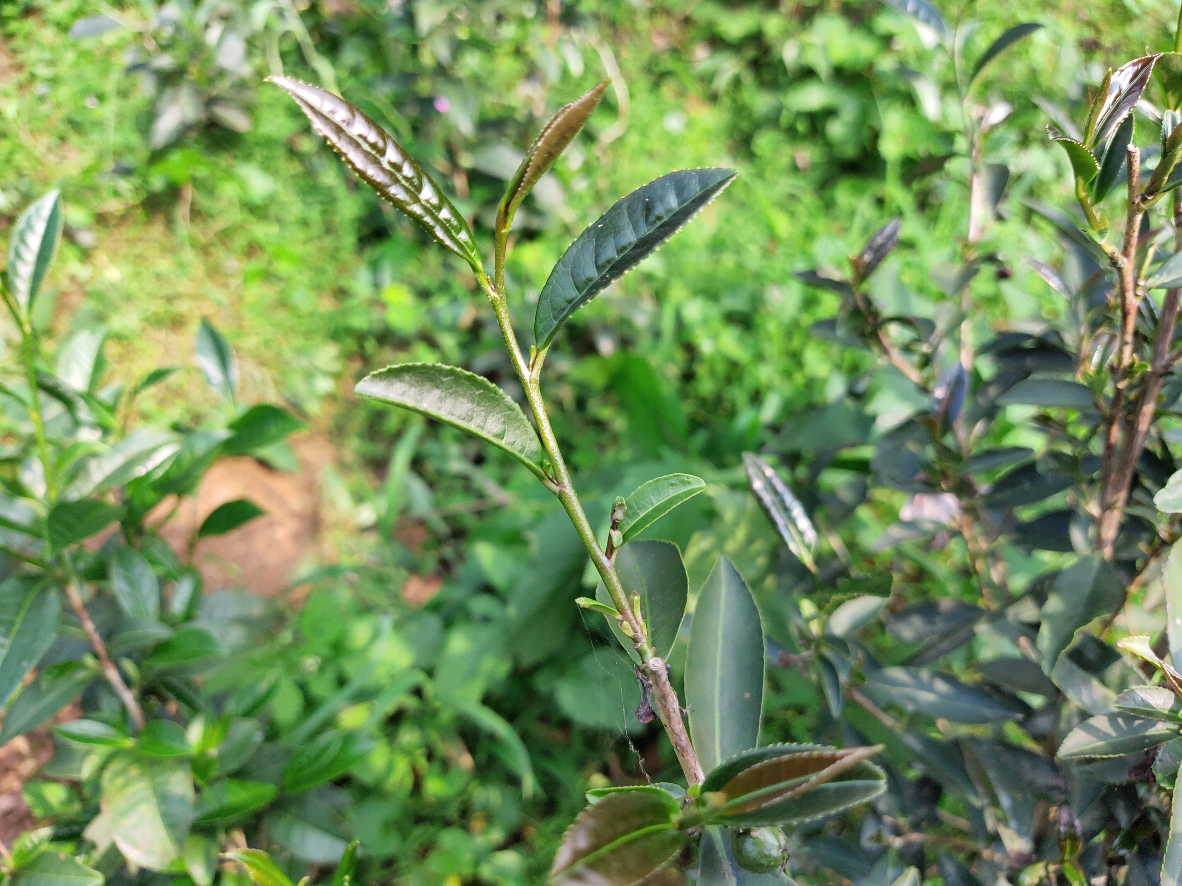 洋西坑百年古树茶园中的珍稀原生群体紫芽茶