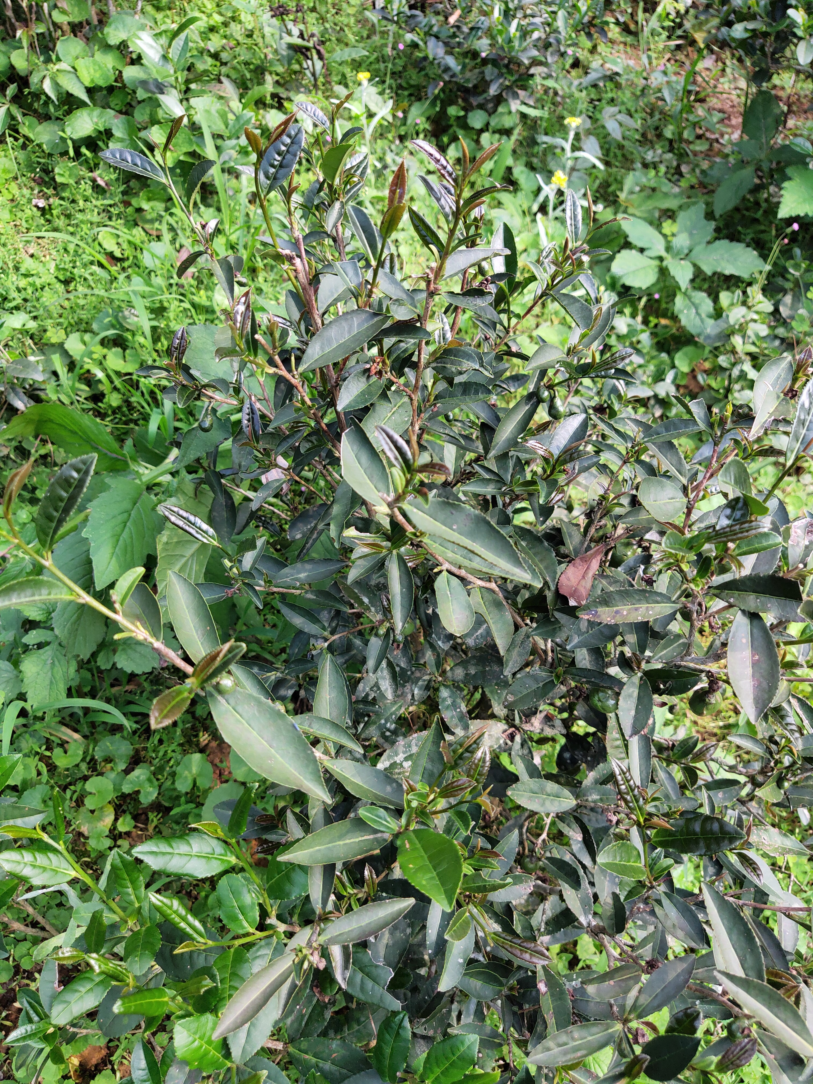 洋西坑百年古树茶园中的珍稀原生群体紫芽茶