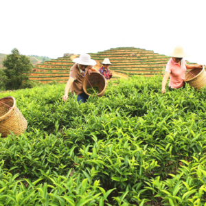 广东丰顺：拉长茶产业链带动山区农民致富